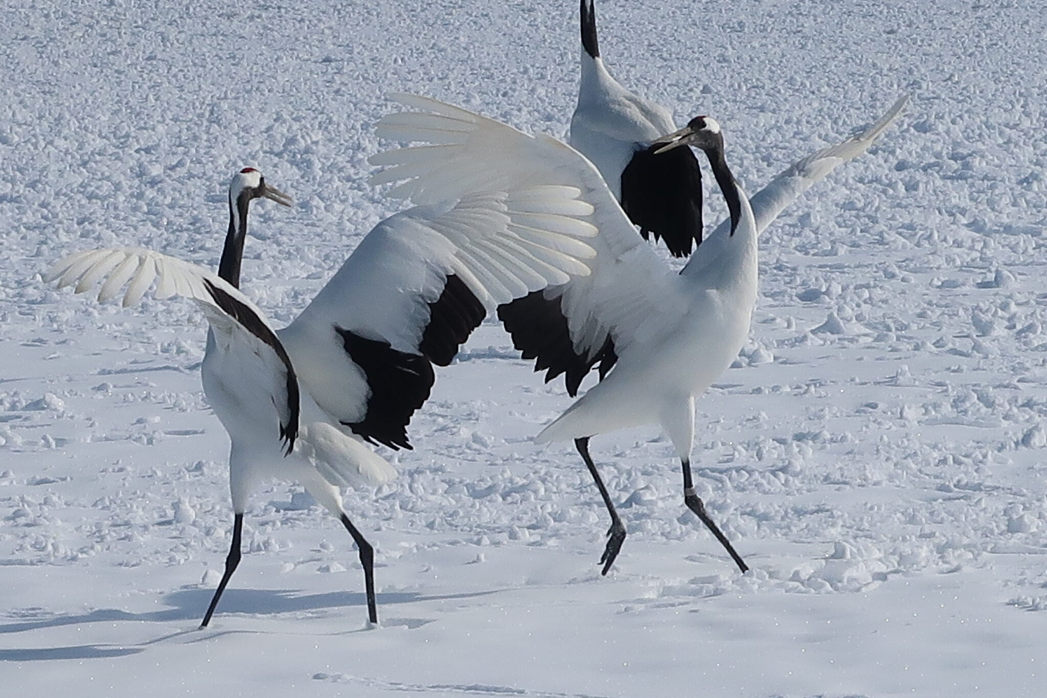 【タンチョウ鶴の求愛ダンス】冬の北海道鶴居村で見るベストな時期、場所、宿など | Dinks旅